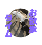トイプードルとシーズーのMIX犬エマ 第6弾（個別スタンプ：39）