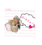 ポメラニアン♡で日常会話☆（個別スタンプ：1）