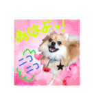 ポメラニアン♡で日常会話☆（個別スタンプ：2）