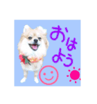 ポメラニアン♡で日常会話☆（個別スタンプ：3）