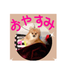 ポメラニアン♡で日常会話☆（個別スタンプ：4）