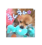 ポメラニアン♡で日常会話☆（個別スタンプ：5）