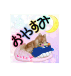 ポメラニアン♡で日常会話☆（個別スタンプ：6）