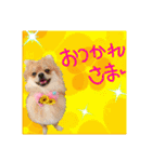 ポメラニアン♡で日常会話☆（個別スタンプ：7）