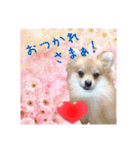 ポメラニアン♡で日常会話☆（個別スタンプ：8）