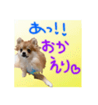 ポメラニアン♡で日常会話☆（個別スタンプ：10）