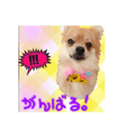 ポメラニアン♡で日常会話☆（個別スタンプ：12）