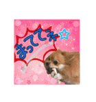 ポメラニアン♡で日常会話☆（個別スタンプ：15）