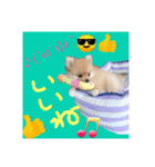 ポメラニアン♡で日常会話☆（個別スタンプ：16）