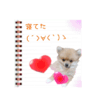 ポメラニアン♡で日常会話☆（個別スタンプ：17）