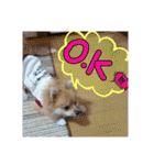 ポメラニアン♡で日常会話☆（個別スタンプ：18）