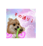 ポメラニアン♡で日常会話☆（個別スタンプ：19）