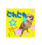 ポメラニアン♡で日常会話☆（個別スタンプ：20）
