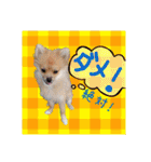 ポメラニアン♡で日常会話☆（個別スタンプ：21）