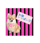 ポメラニアン♡で日常会話☆（個別スタンプ：22）