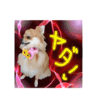 ポメラニアン♡で日常会話☆（個別スタンプ：25）