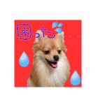ポメラニアン♡で日常会話☆（個別スタンプ：27）