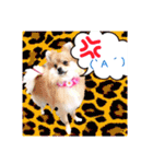 ポメラニアン♡で日常会話☆（個別スタンプ：28）