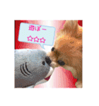 ポメラニアン♡で日常会話☆（個別スタンプ：32）