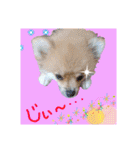 ポメラニアン♡で日常会話☆（個別スタンプ：33）