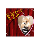 ポメラニアン♡で日常会話☆（個別スタンプ：35）
