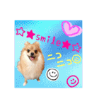ポメラニアン♡で日常会話☆（個別スタンプ：36）