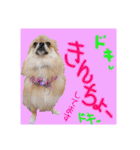 ポメラニアン♡で日常会話☆（個別スタンプ：39）