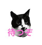 まはしゃいマミオ（個別スタンプ：1）