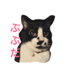 まはしゃいマミオ（個別スタンプ：6）
