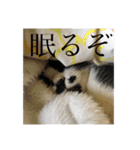 まはしゃいマミオ（個別スタンプ：10）