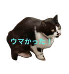 まはしゃいマミオ（個別スタンプ：17）