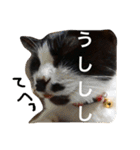 まはしゃいマミオ（個別スタンプ：23）