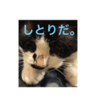 まはしゃいマミオ（個別スタンプ：24）