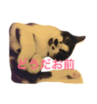 まはしゃいマミオ（個別スタンプ：30）