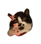 まはしゃいマミオ（個別スタンプ：31）