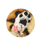 ちろろこ（個別スタンプ：4）