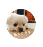 ちろろこ（個別スタンプ：16）