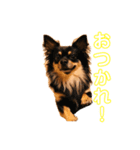 わたしのまわりのわんこたち（個別スタンプ：5）