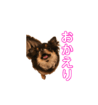わたしのまわりのわんこたち（個別スタンプ：6）