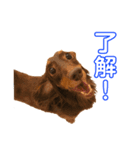 わたしのまわりのわんこたち（個別スタンプ：7）