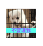 小米日常（個別スタンプ：3）