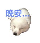 小米日常（個別スタンプ：4）