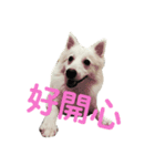 小米日常（個別スタンプ：7）