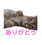 ねこまりん（個別スタンプ：3）