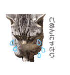 ねこまりん（個別スタンプ：4）