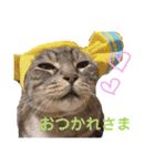 ねこまりん（個別スタンプ：5）