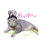 ねこまりん（個別スタンプ：7）