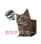 ねこまりん（個別スタンプ：9）
