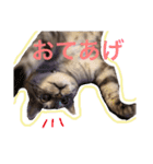 ねこまりん（個別スタンプ：11）