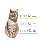 ねこまりん（個別スタンプ：12）